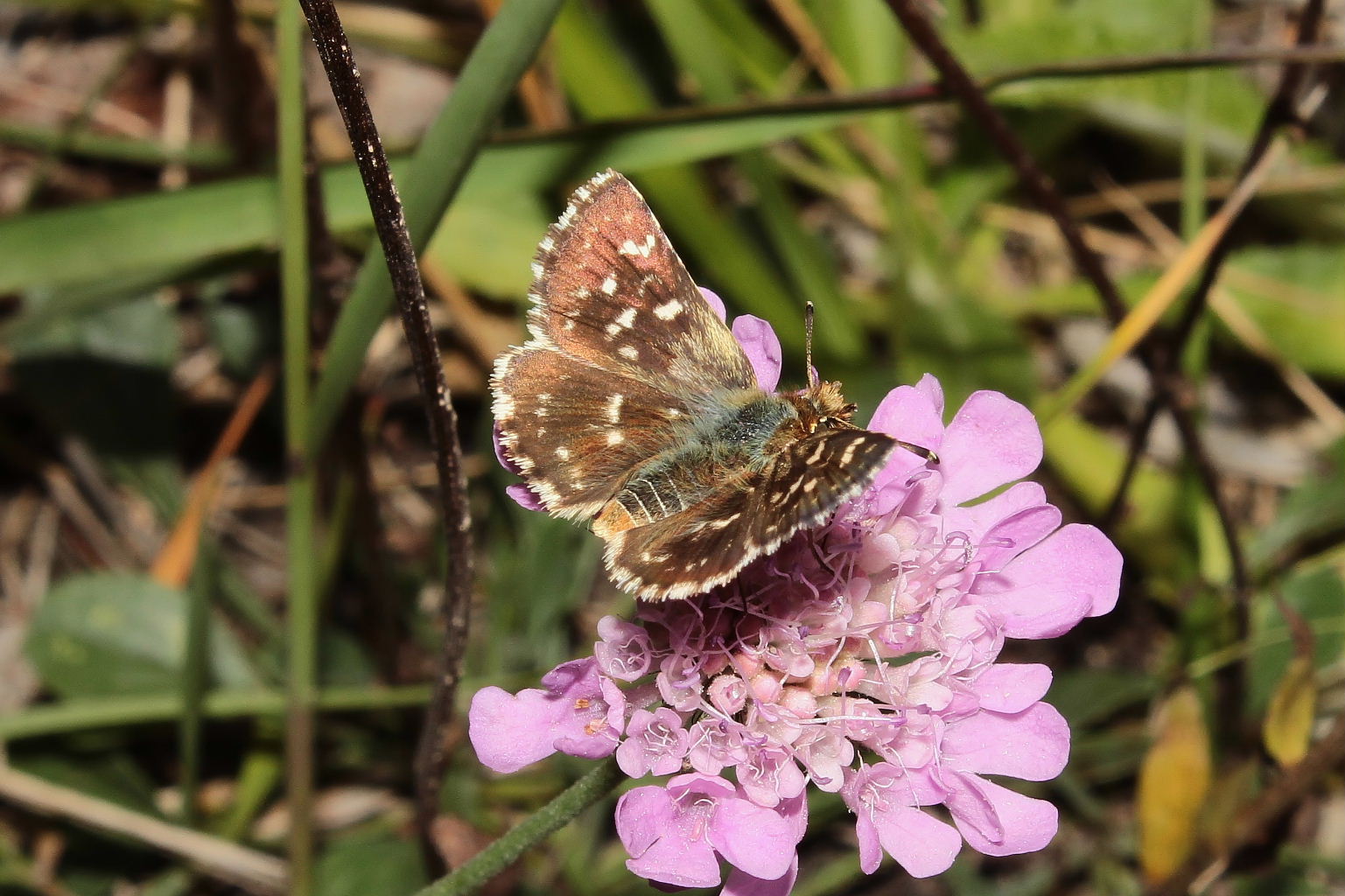 Pyrgus ??  da determinare